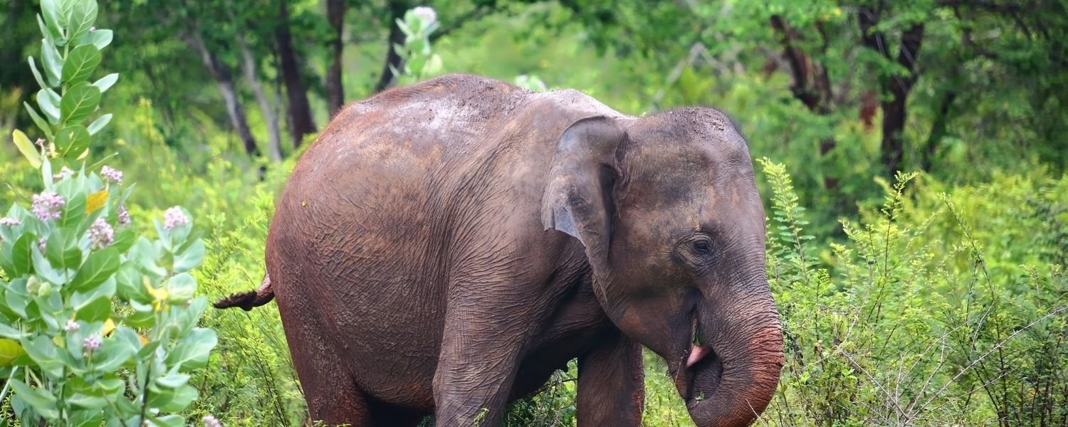 Majestic Elephants in park