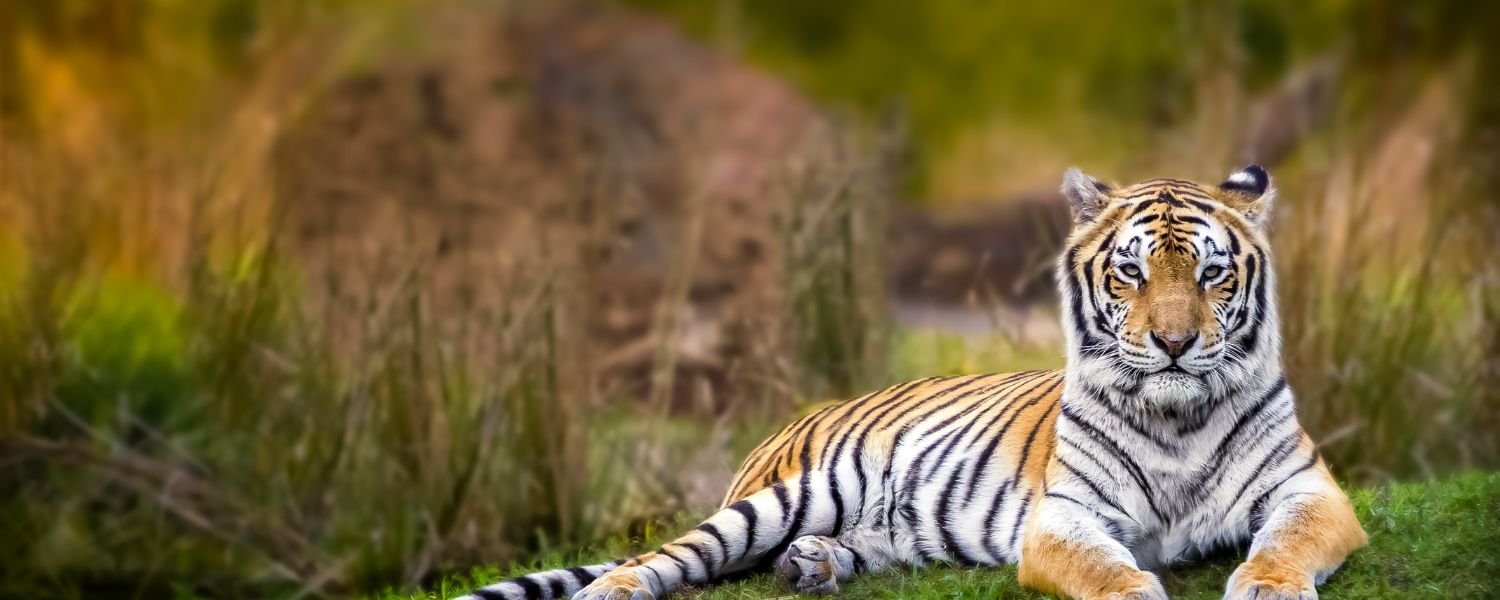 Tracking the Elusive Bengal Tiger