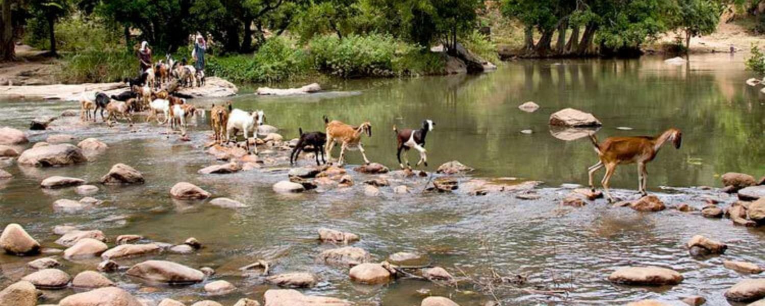 goats crossing the river, tourist place in Chinnar