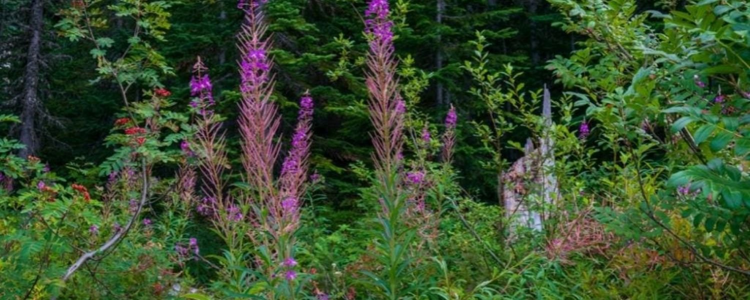 the flora of Chinnar Wildlife Sanctuary