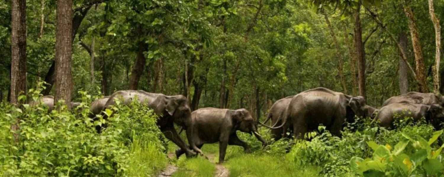 a group of elephant, Chinnar Wildlife Sanctuary