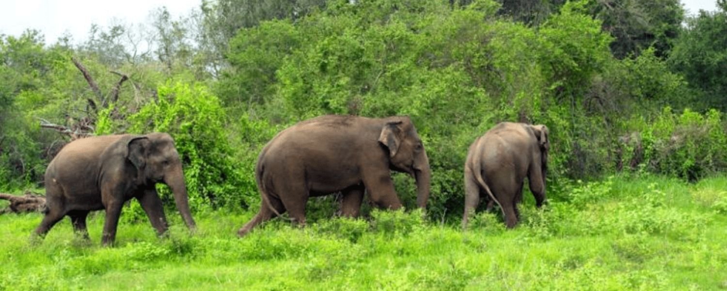 elephants in Chinnar Wildlife Sanctuary, site of wildlife