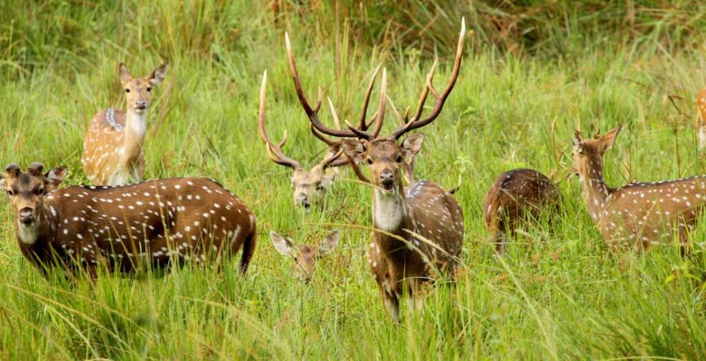 Chinnar Wildlife Sanctuary, deers in Chinnar Wildlife Sanctuary, tourist places in Chinnar