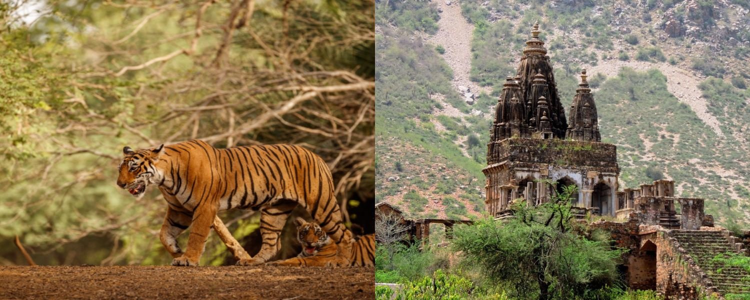 explre Rajasthan, explore bhangarh nearby places, places to explore nearby bhangarh fort, visit tiger reserve