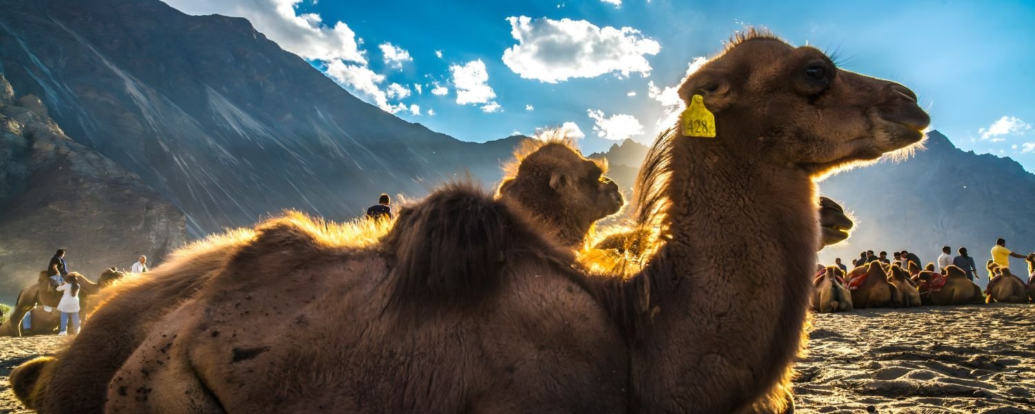 Best Times to visit Nubra Valley