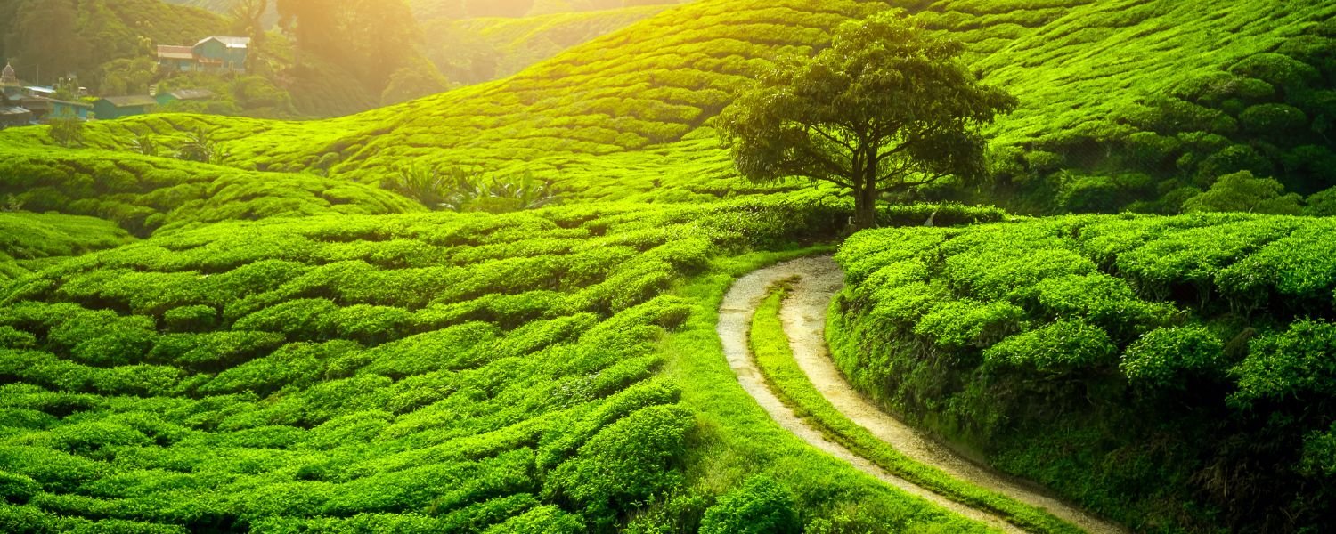 Best Time to Visit Darjeeling