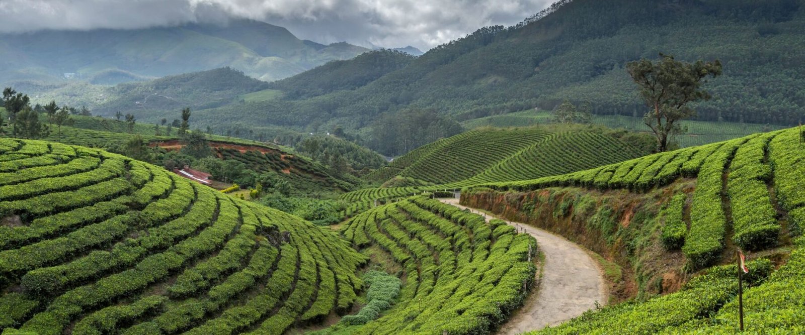 Darjeeling Travel Guide | Queen of the Hills