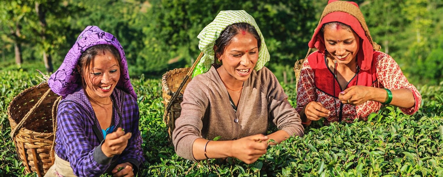 Darjeeling Tea Gardens