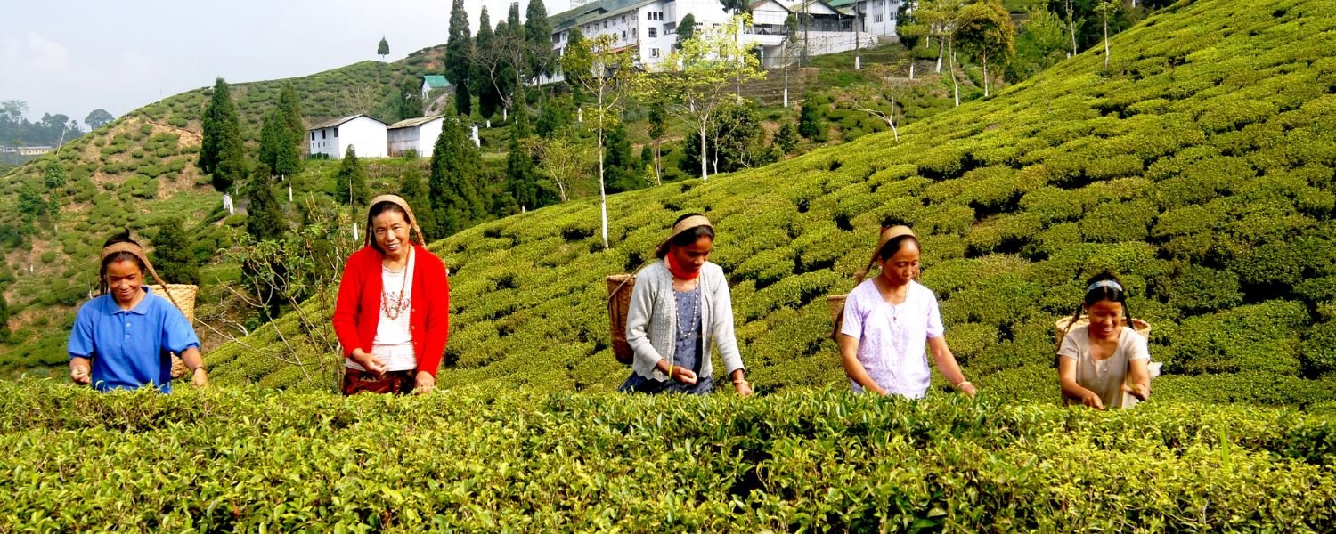 Happy Valley Tea Estate