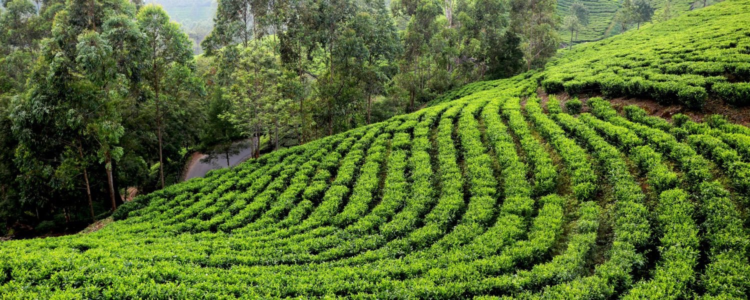 How to Reach Darjeeling