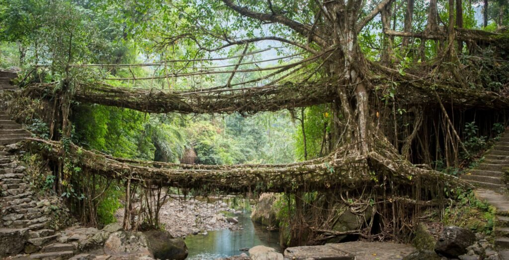 Living Root Bridges