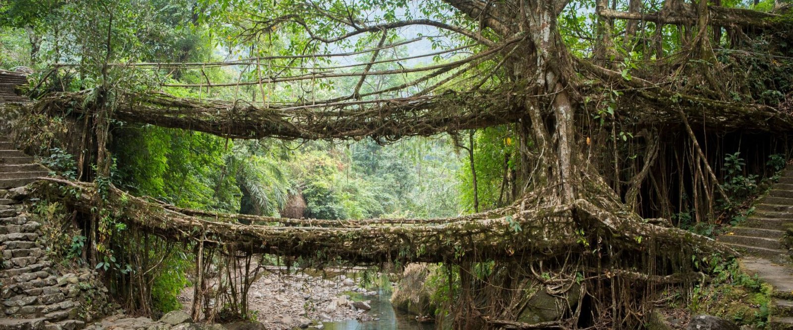 The Living Root Bridges of Nongriat: A Journey Through Nature and Culture