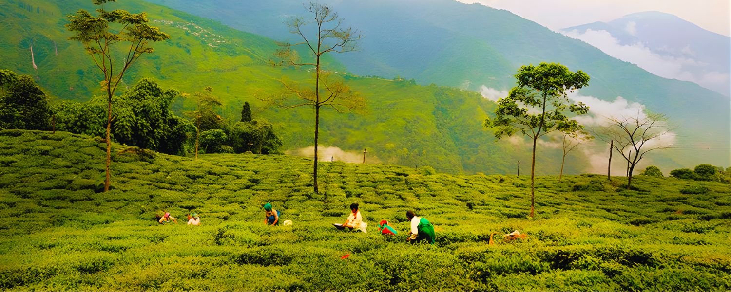Singell Tea Estate