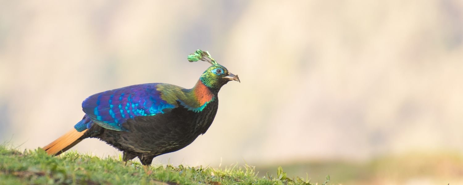 The Himalayan Monal