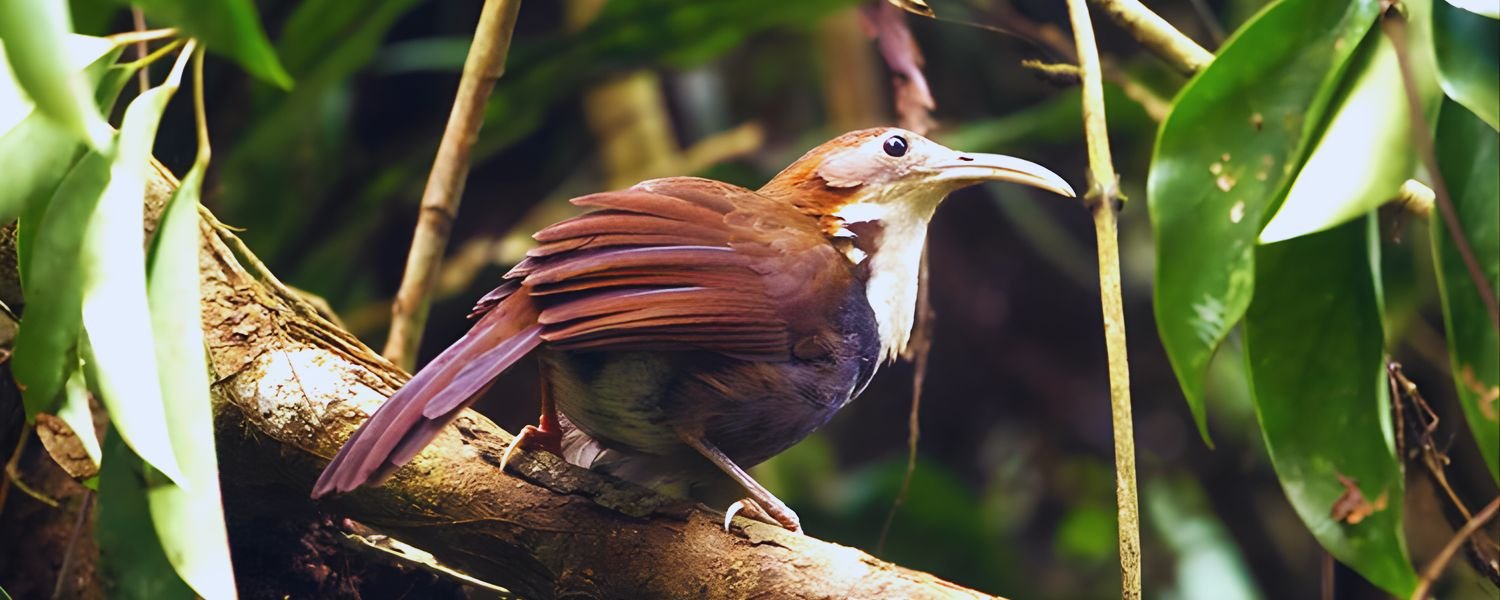 Watching birds in Ziro