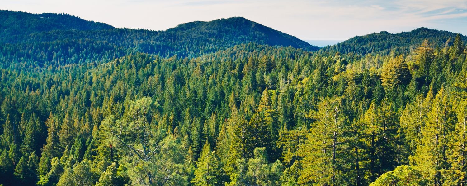 Ziro's Pine Forests