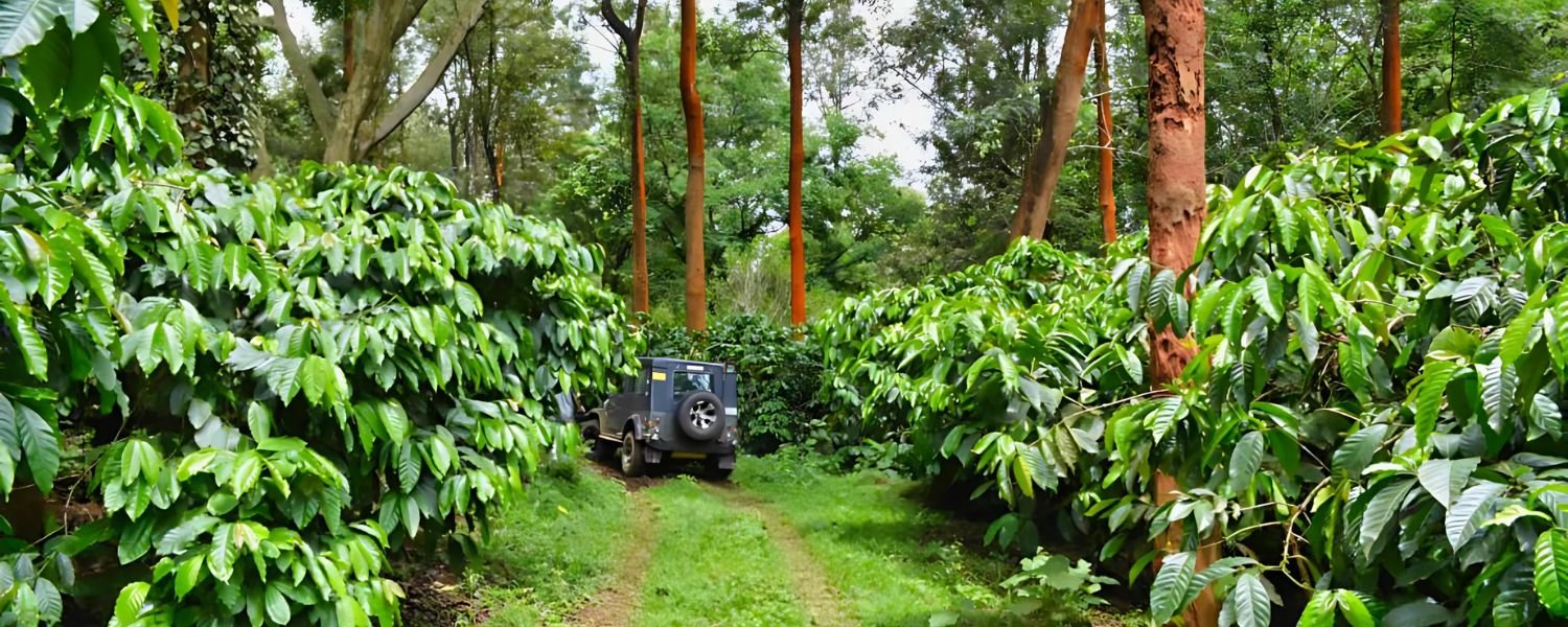 Coffee Plantation